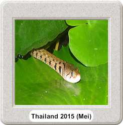 image thailand